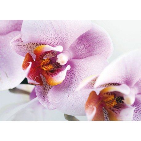 Detalle de Orquídea Blanco y Lila