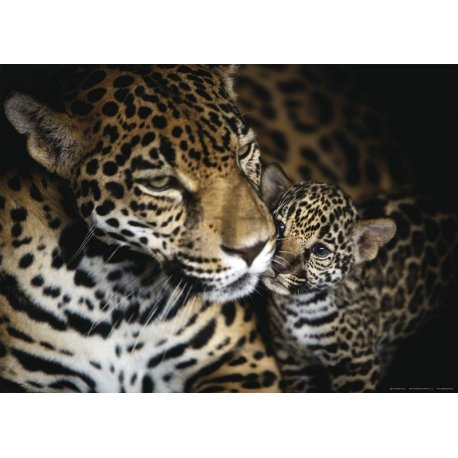 Mama Leopardo y Cachorro
