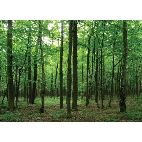 Caminando por el Bosque Verde