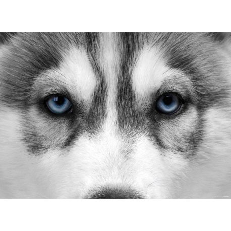 La Mirada del Husky