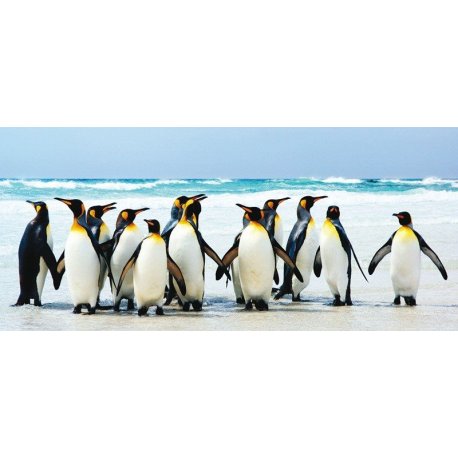 Pingüinos Emperador sobre la Playa