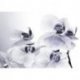 Orquídeas Blancas Puntos Azules