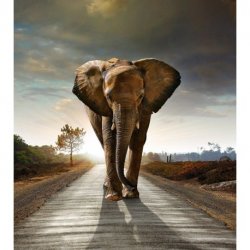 Elefante Africano sobre Asfalto