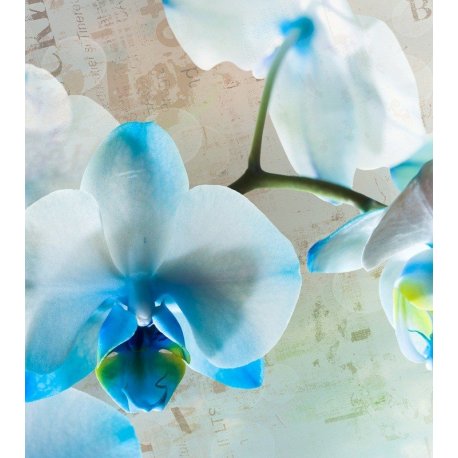 Tonos de Azul sobre Orquídea