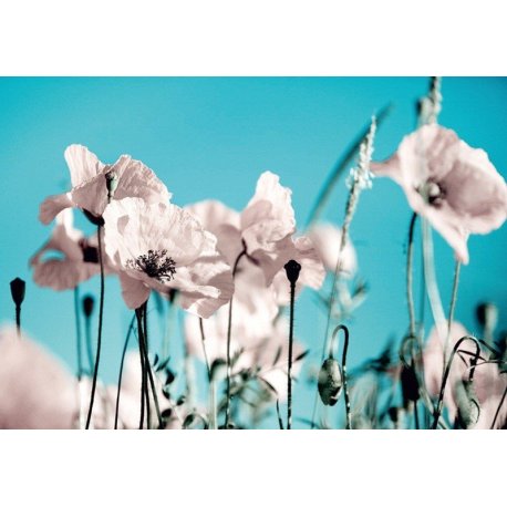 Flores en el Campo Rosa sobre Azul