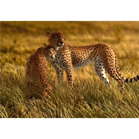 Pareja de Leopardos de la Sabana