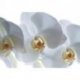 Delicadas Orquídeas en Blanco