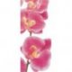 Rama de Orquídeas Rosas