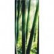 Verde Bambú Iluminado