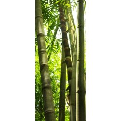 Troncos de Bambú Iluminados