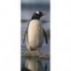 Pingüino en la Costa