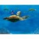 Buscando a Nemo Viaje con Tortugas